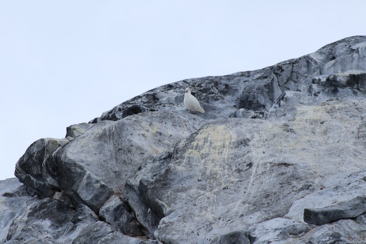 Snowy Sheathbill - ML647566108