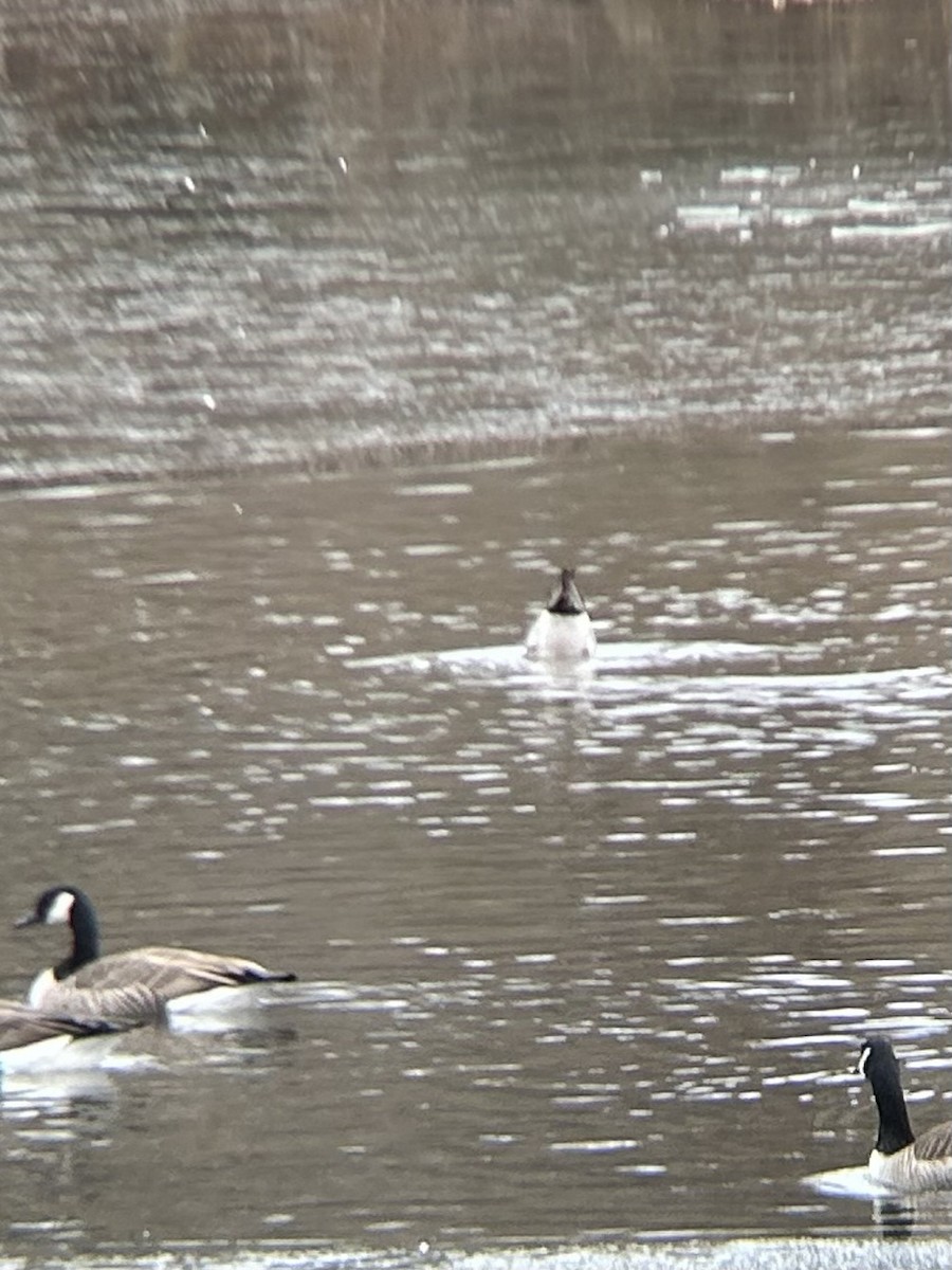 Spießente - ML647566111