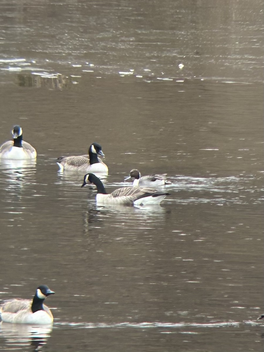 Spießente - ML647566112