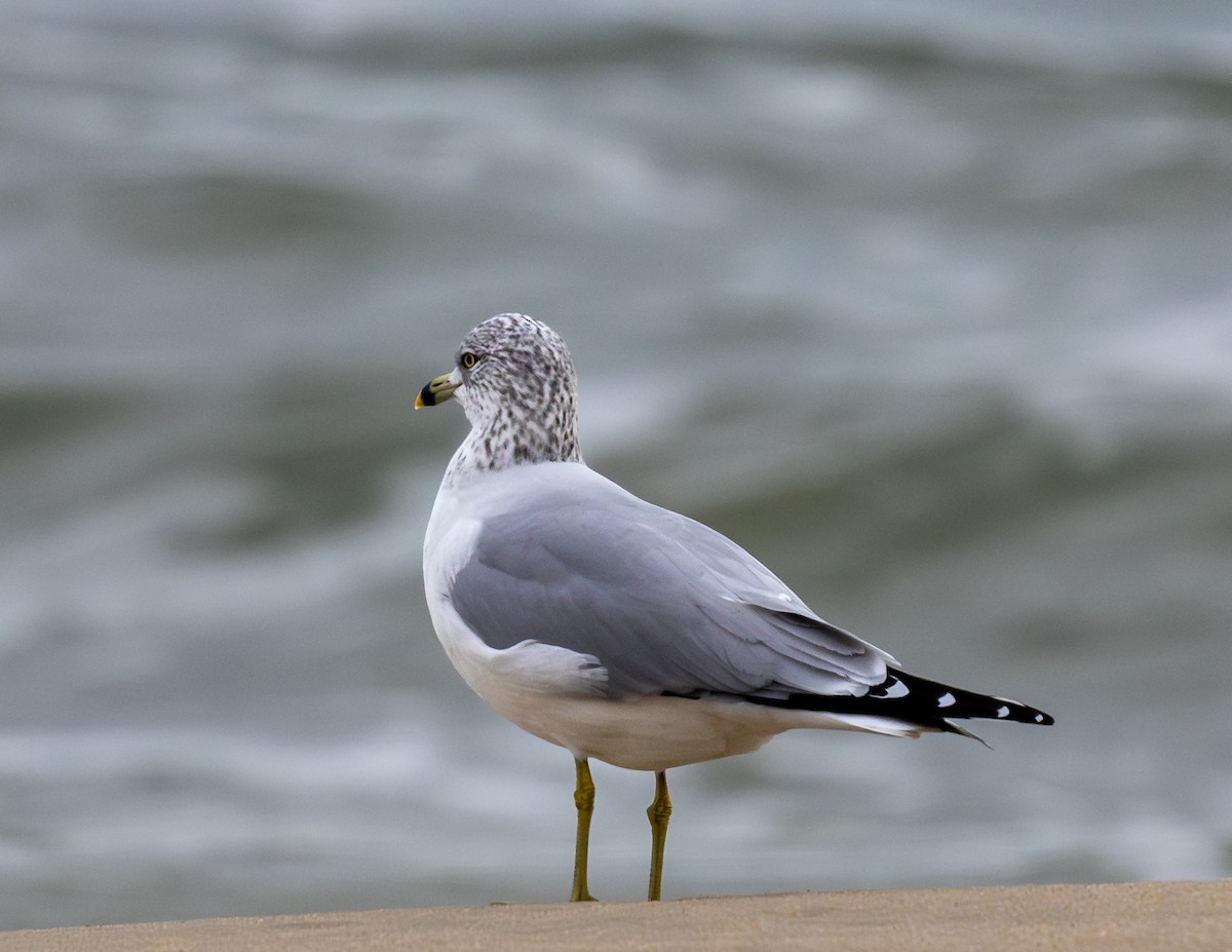 Ringschnabelmöwe - ML647566115