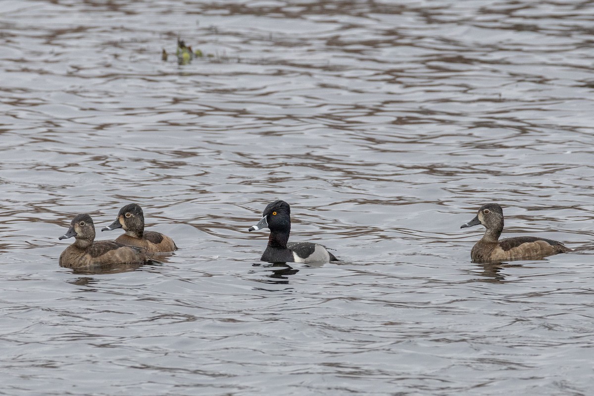 Ringschnabelente - ML647566117