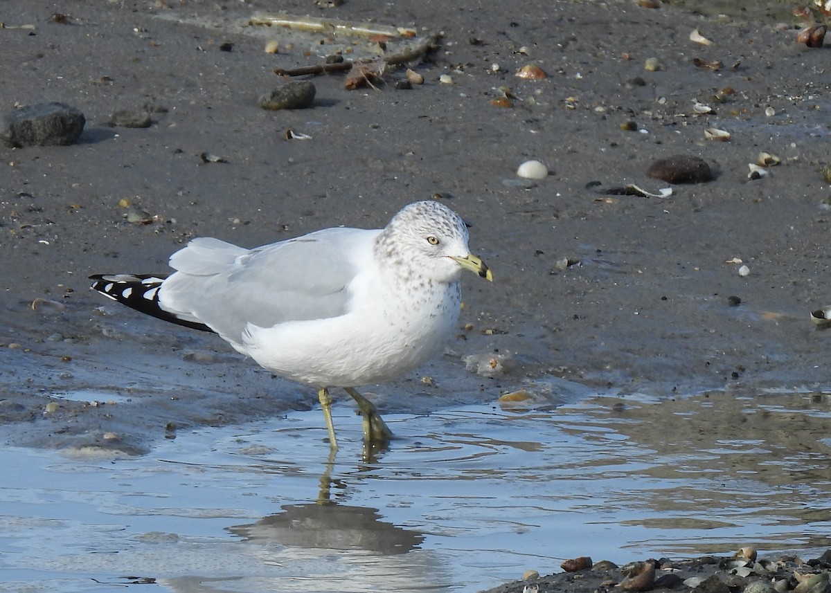 Ringschnabelmöwe - ML647566118