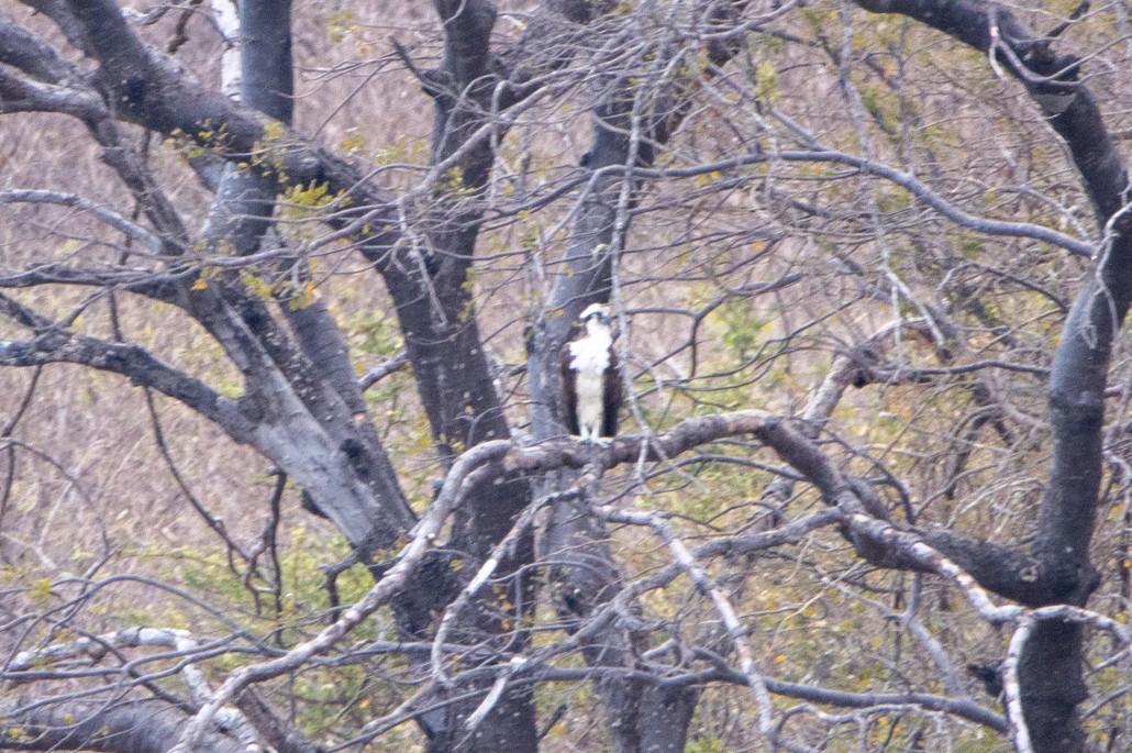 Fischadler - ML647566121