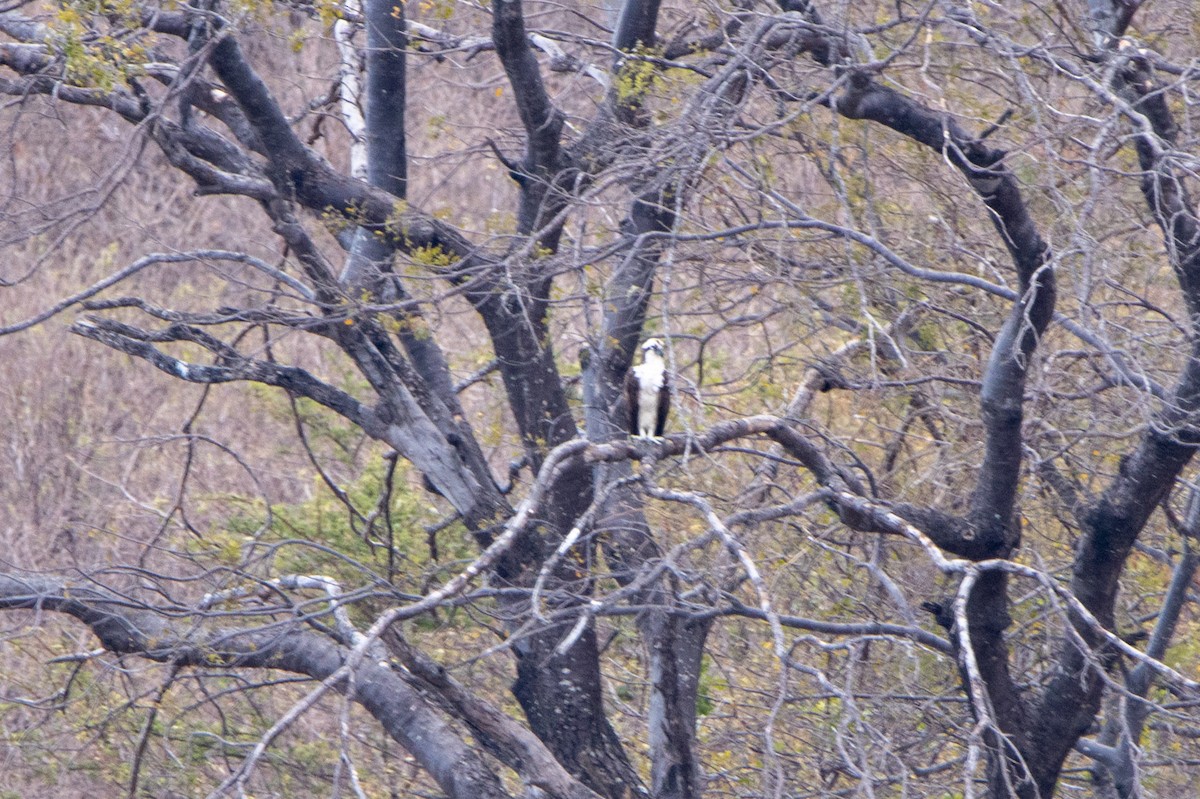 Fischadler - ML647566122