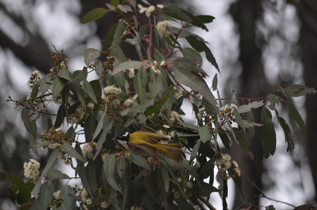 Weißkehl-Honigfresser - ML647566124