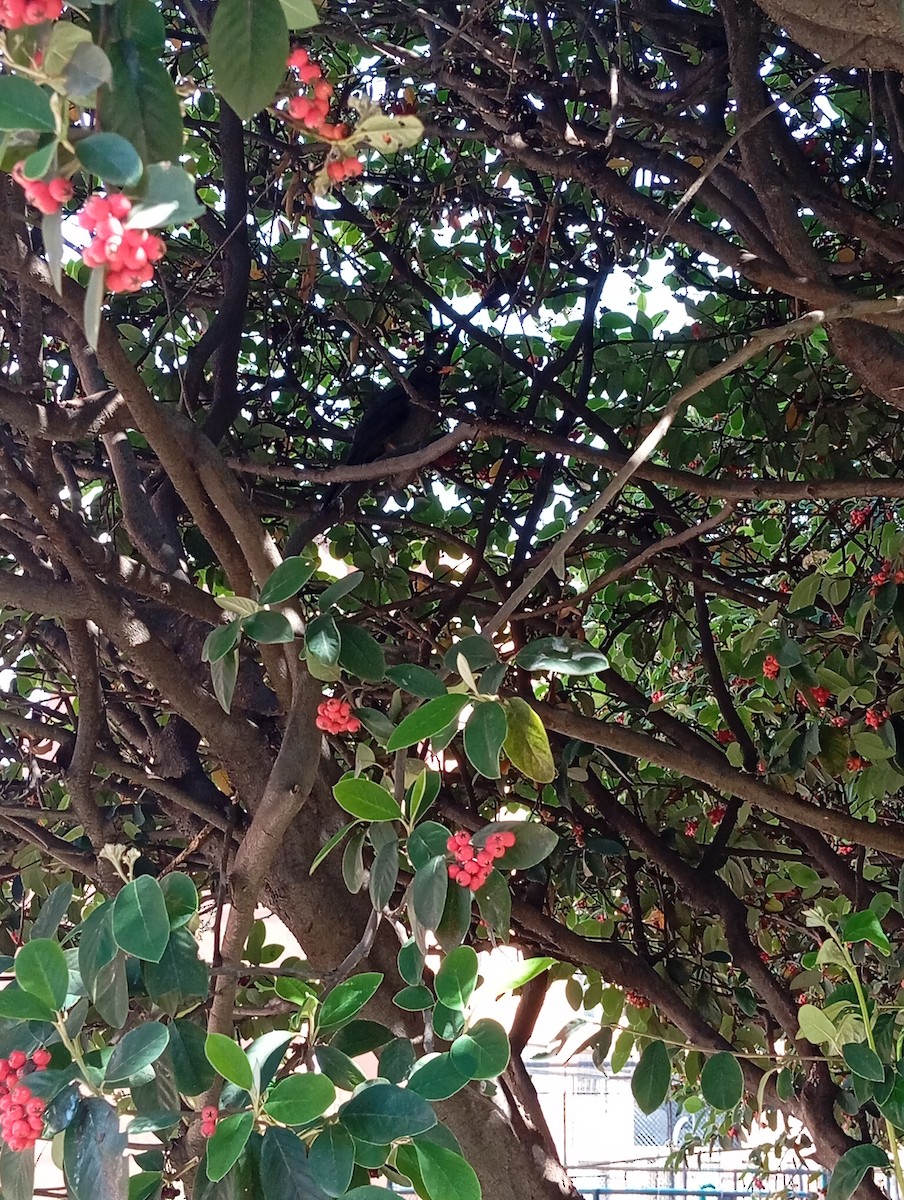 Riesendrossel - ML647566129