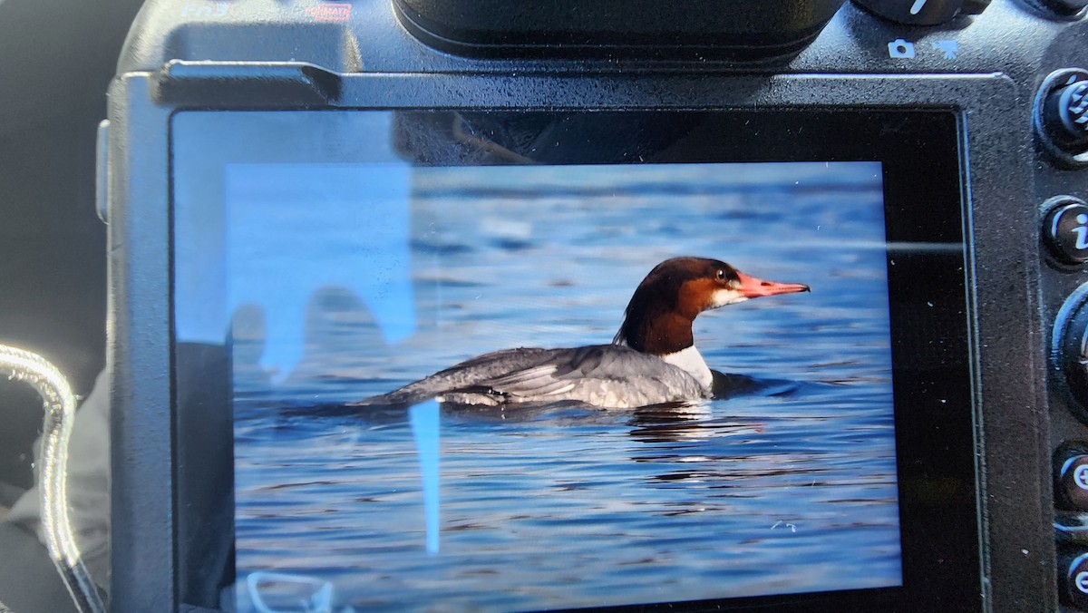 Gänsesäger - ML647566131