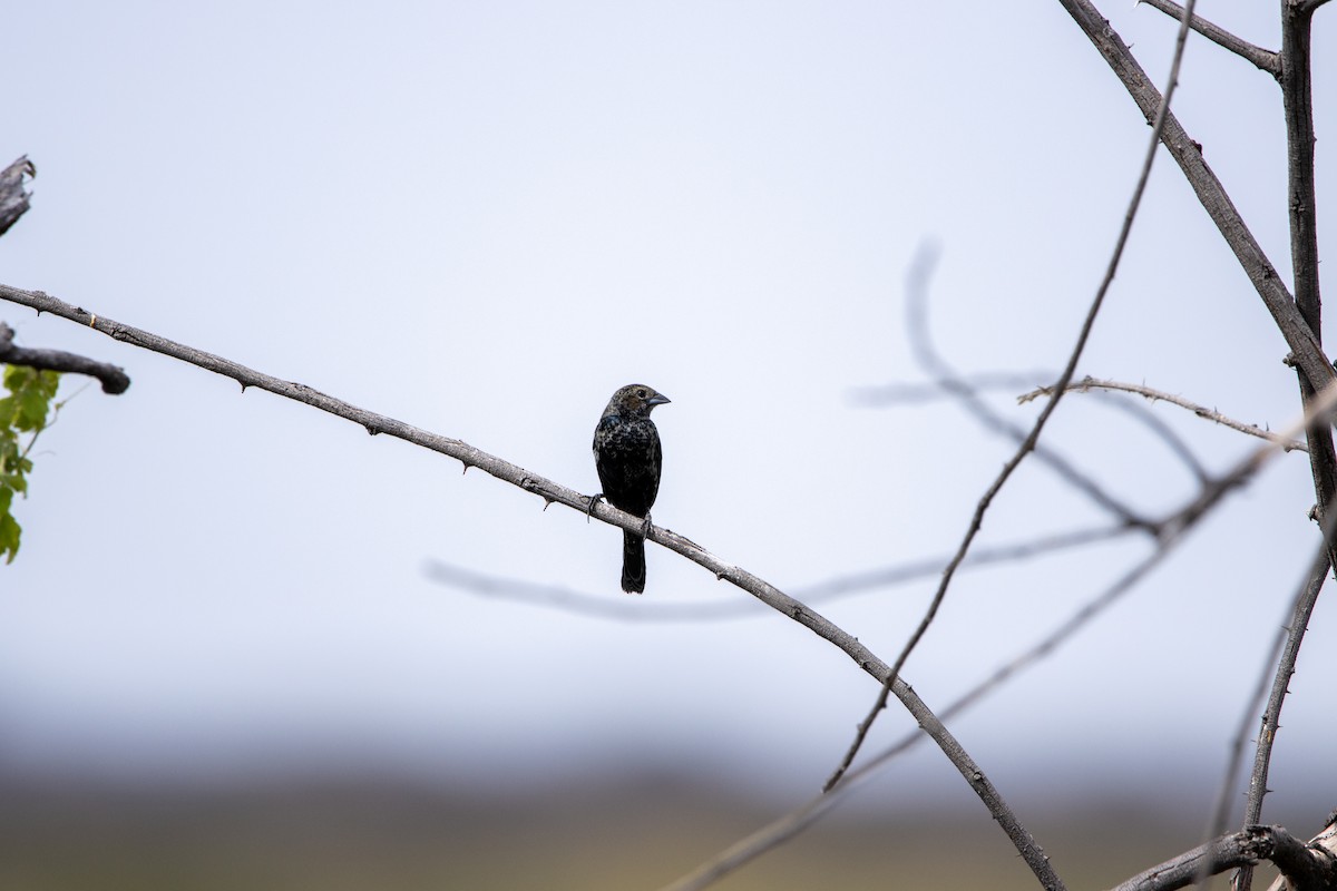 Jacarinitangare - ML647566132