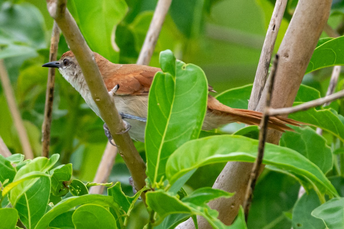 Gelbkinn-Riedschlüpfer - ML647566133