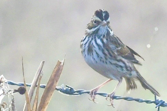 Grasammer - ML647566141