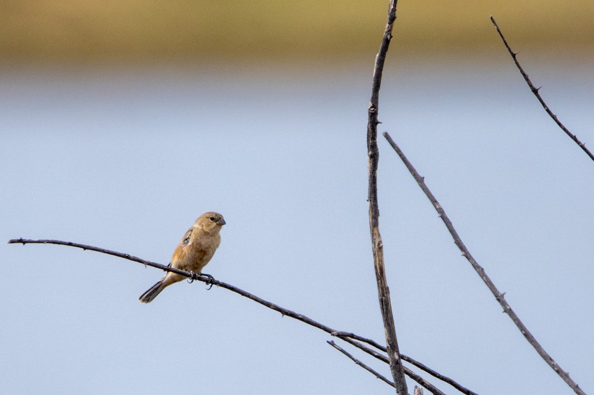 Orangespelzer - ML647566142