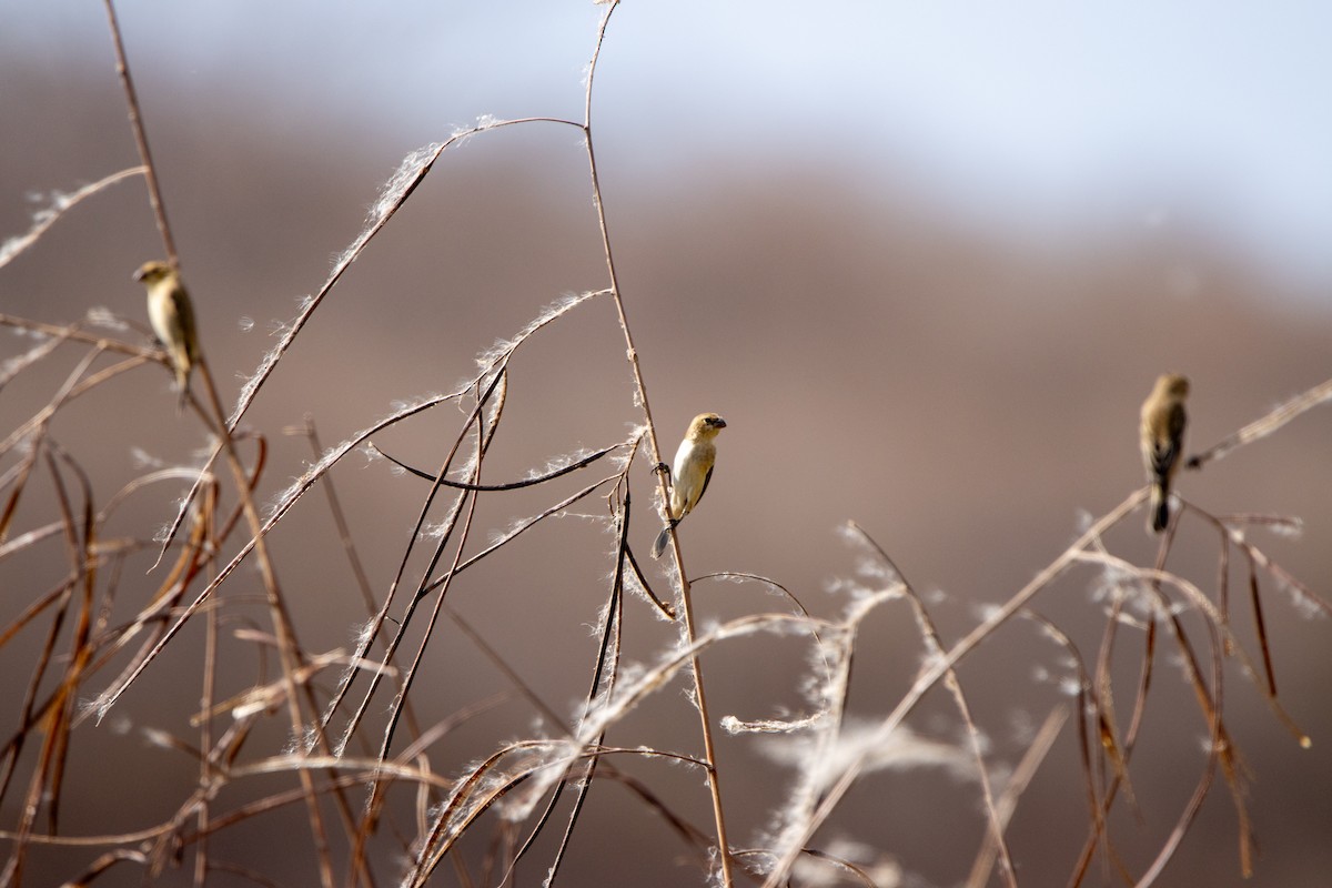 Orangespelzer - ML647566143