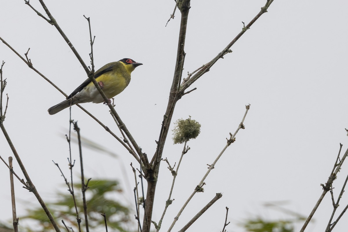 Feigenpirol - ML647566145