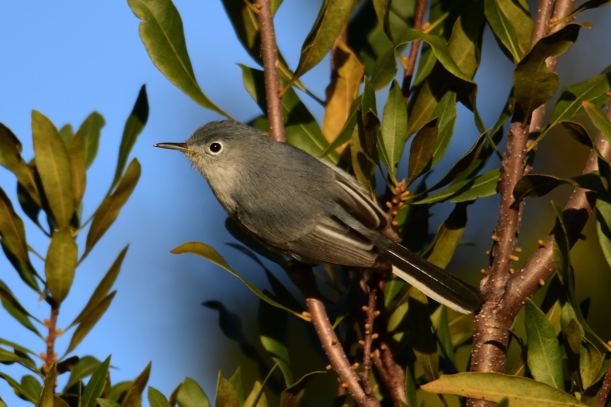 Комароловка сиза - ML647566147