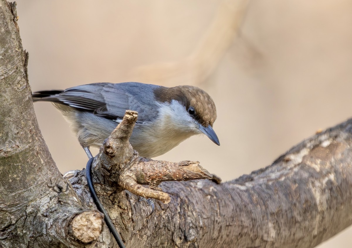 Brown-headed Nuthatch - ML647566170