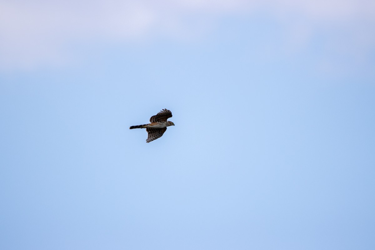 Bicolored Hawk - ML647566172