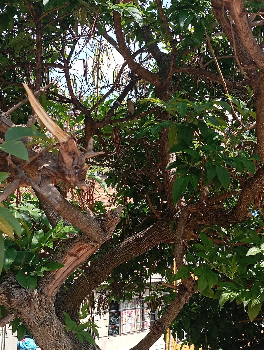 Tropikal Taklitçi - ML647566176