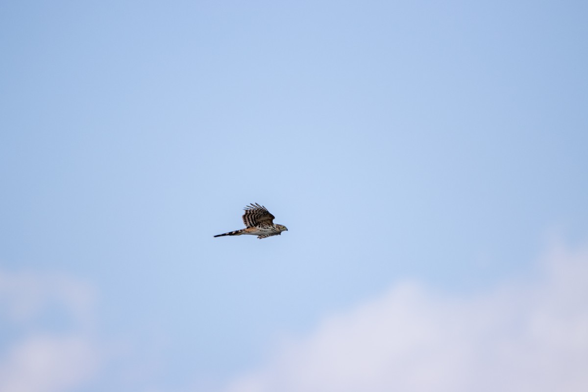 Bicolored Hawk - ML647566183