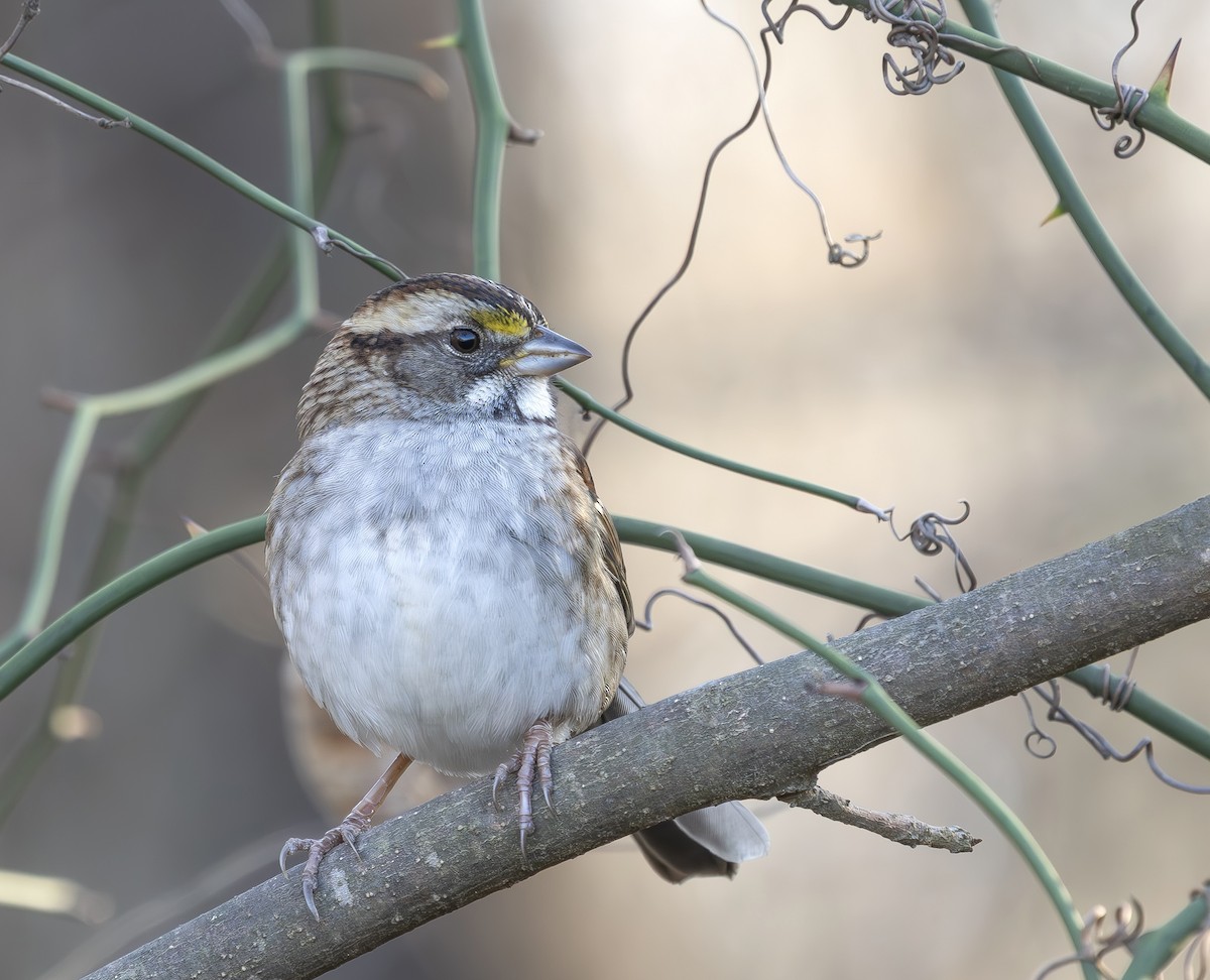 Белогорлая зонотрихия - ML647566207