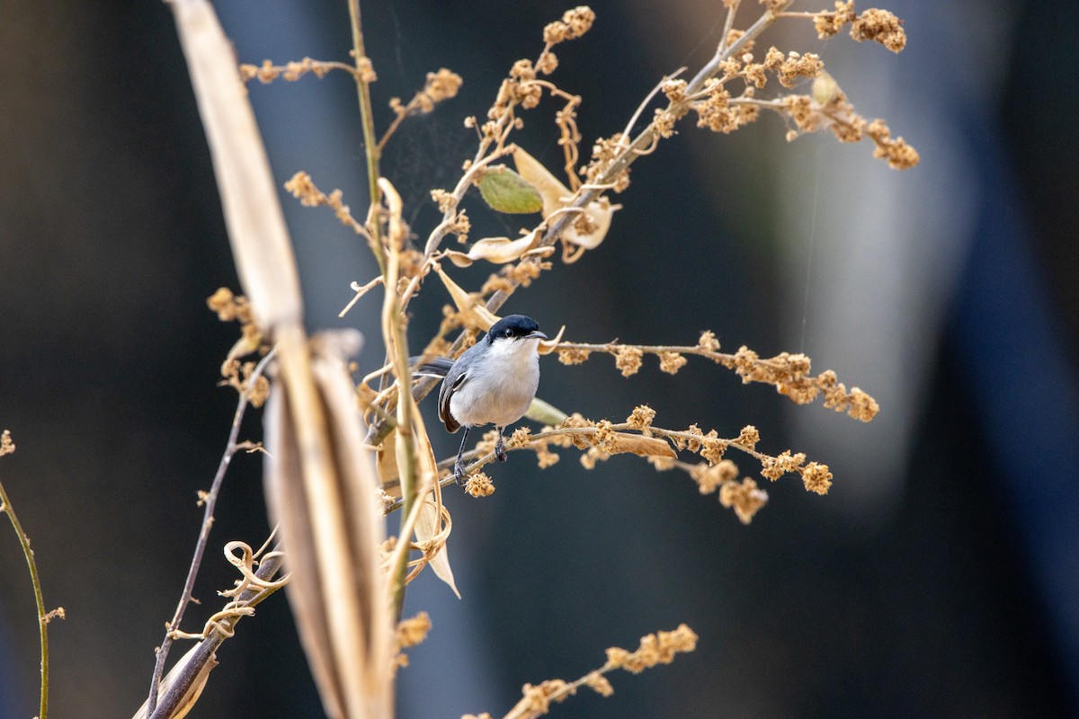 leskot tropický (ssp. atricapilla) - ML647566251