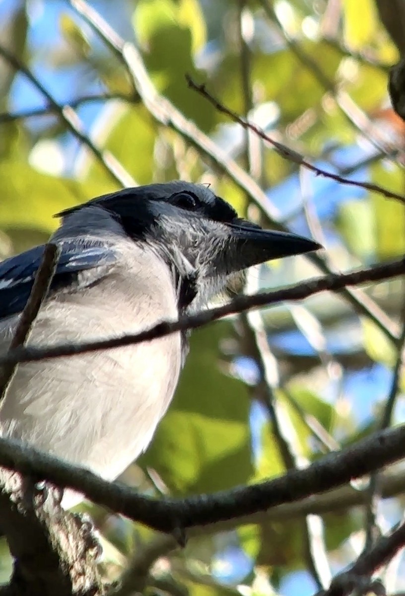 sojka chocholatá - ML647566266