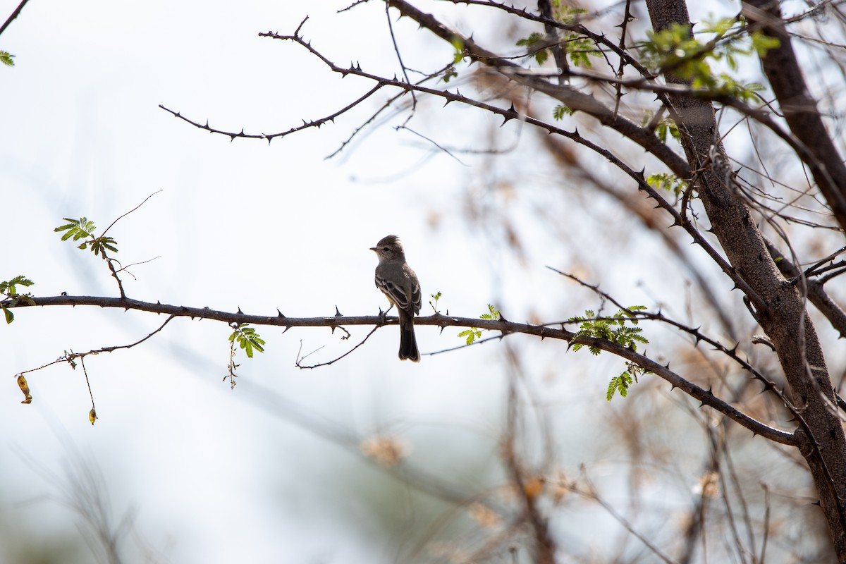 Southern Scrub-Flycatcher - ML647566269