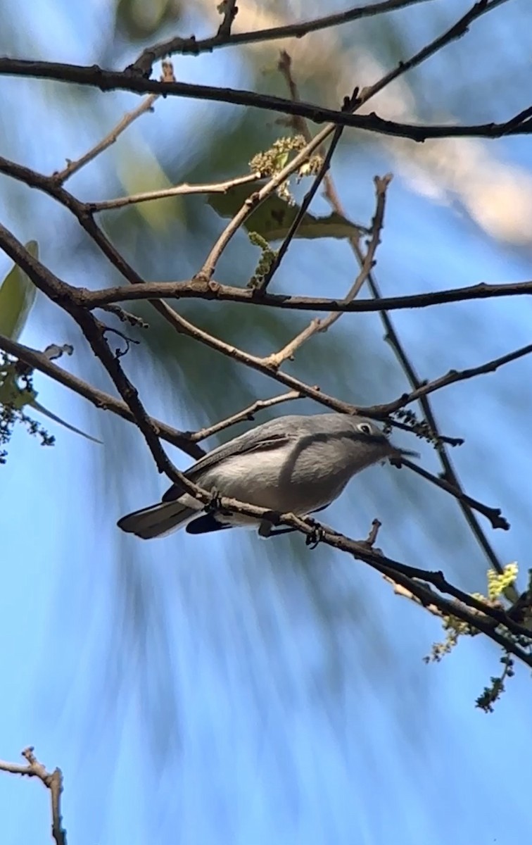 Комароловка сиза - ML647566272