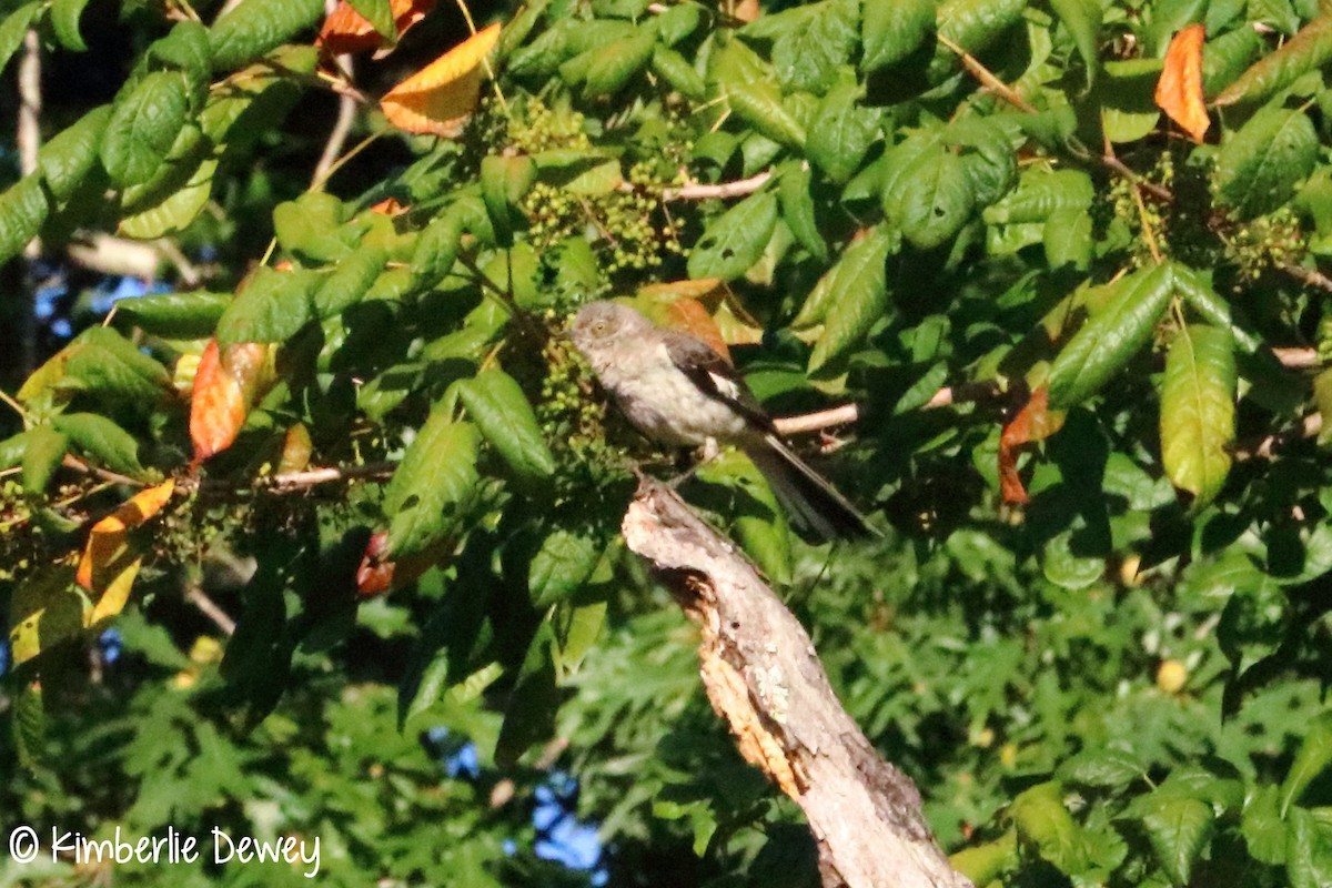 Northern Mockingbird - ML64756631