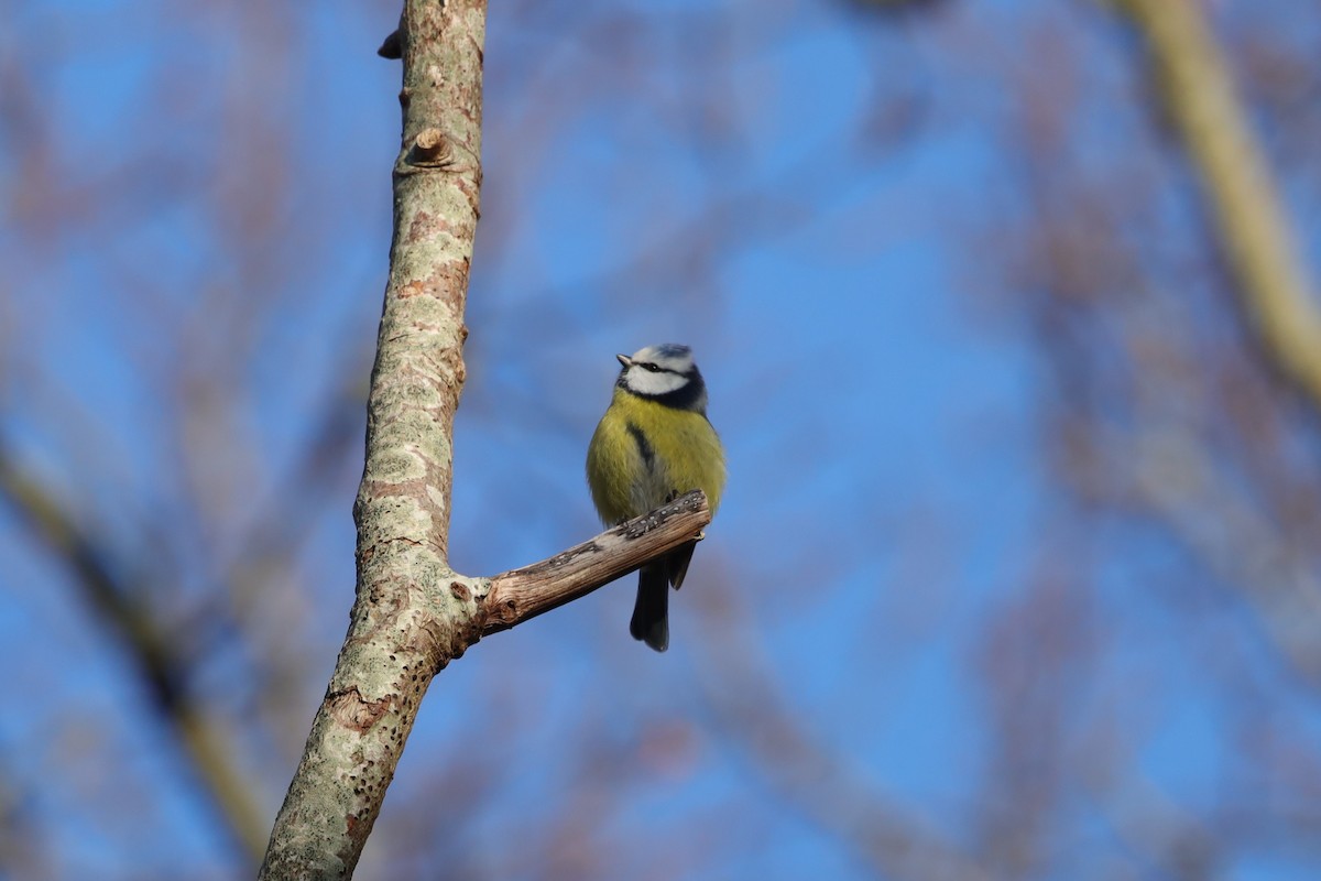 Eurasian Blue Tit - ML647566324