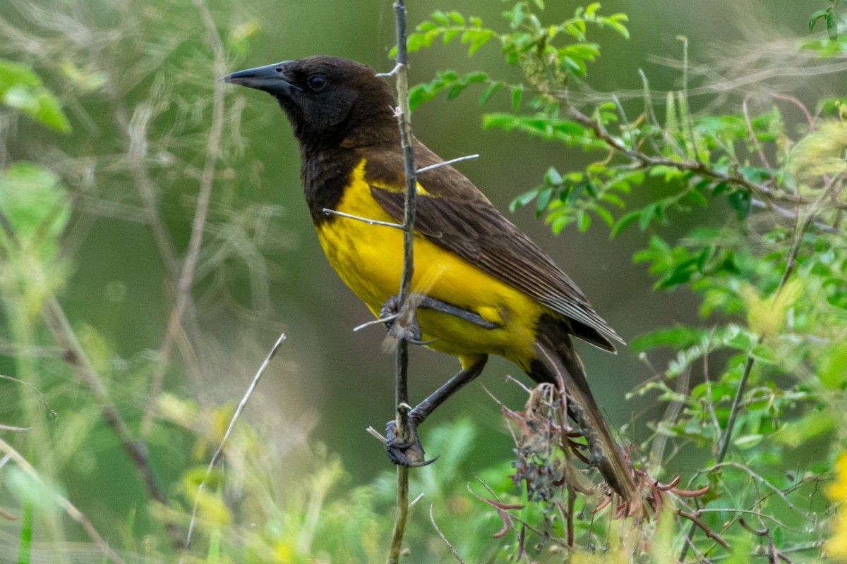 Yellow-rumped Marshbird - ML647566327