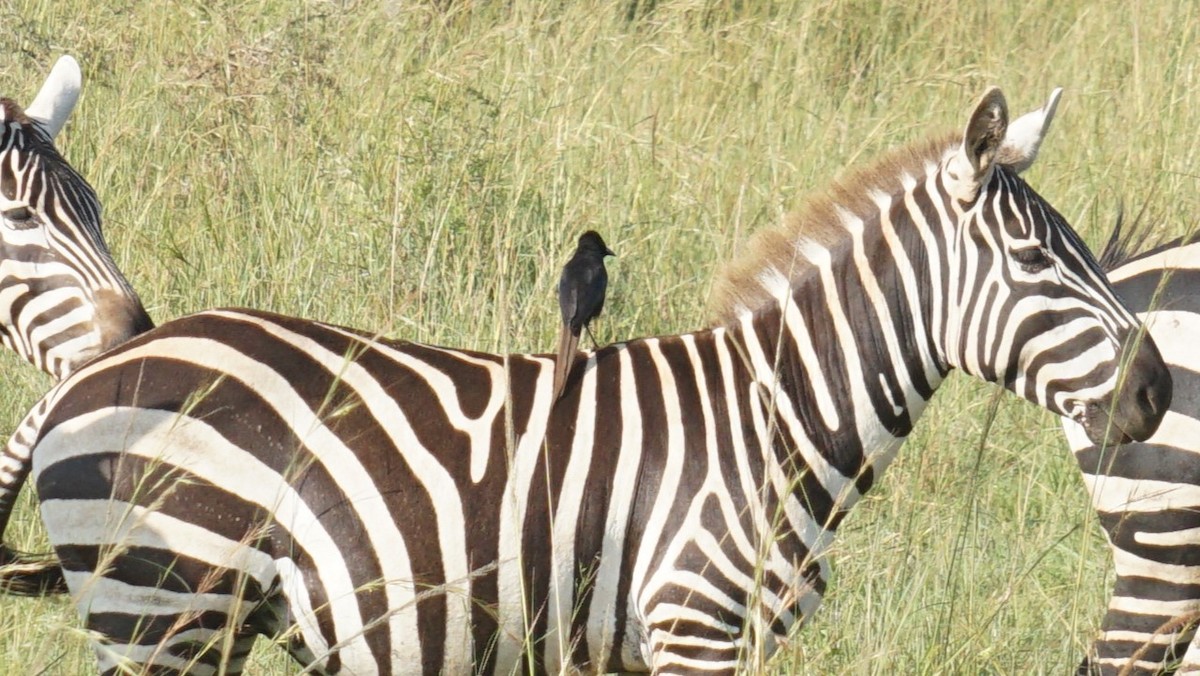 Африканская сорока - ML647566331