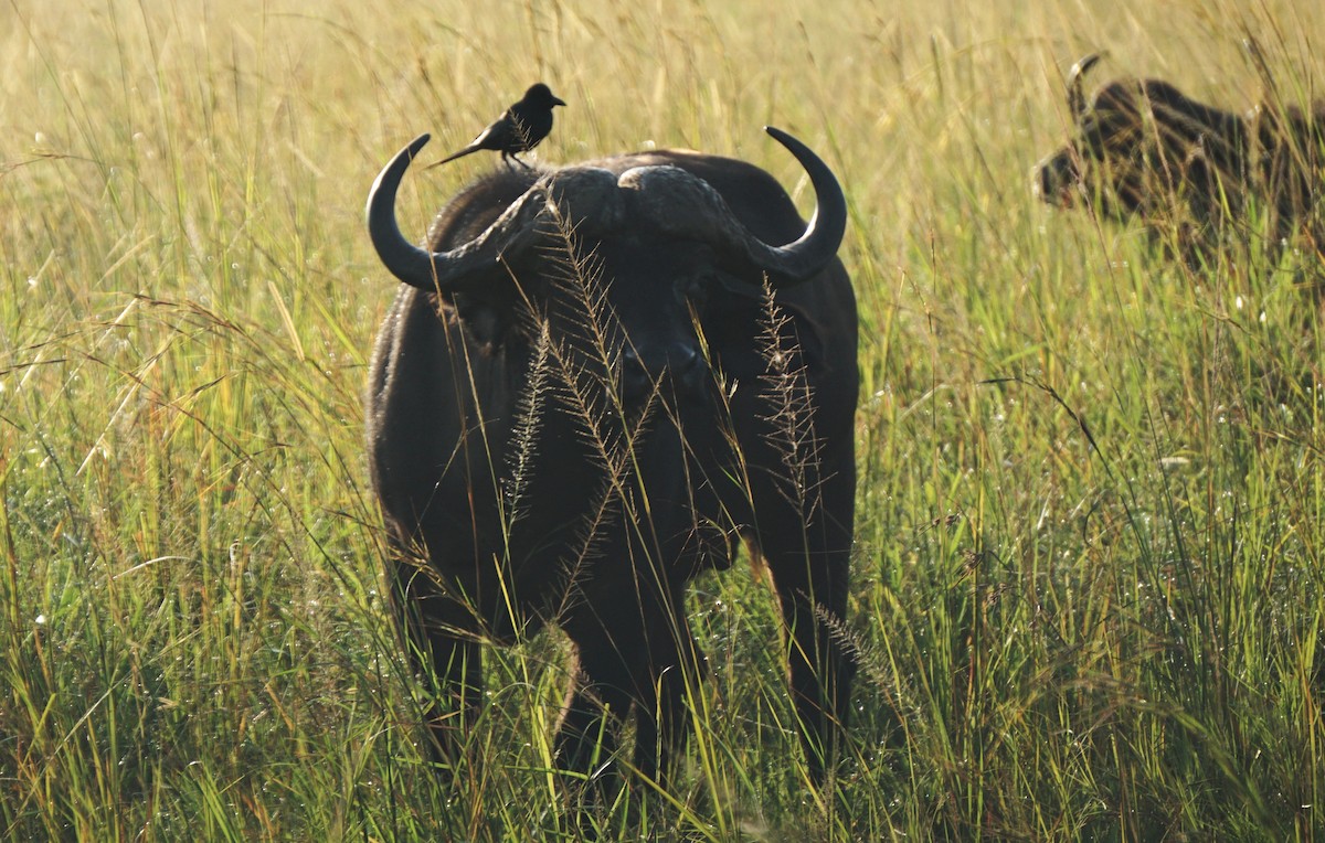 Африканская сорока - ML647566332