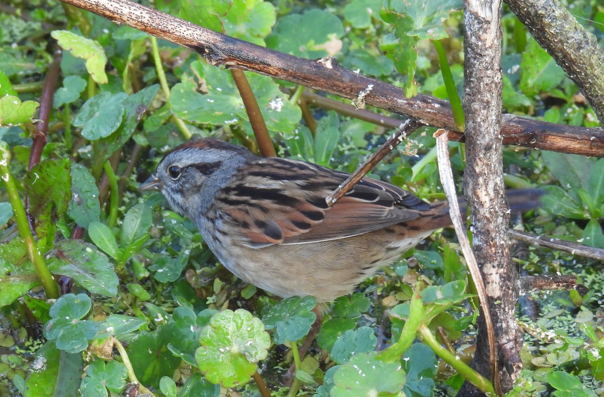 Болотная зонотрихия - ML647566348