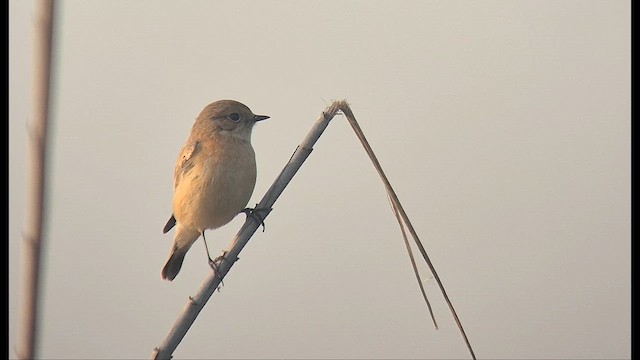 Siberian Stonechat - ML647566366