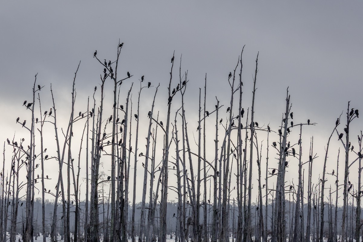 totoppskarv - ML647566392