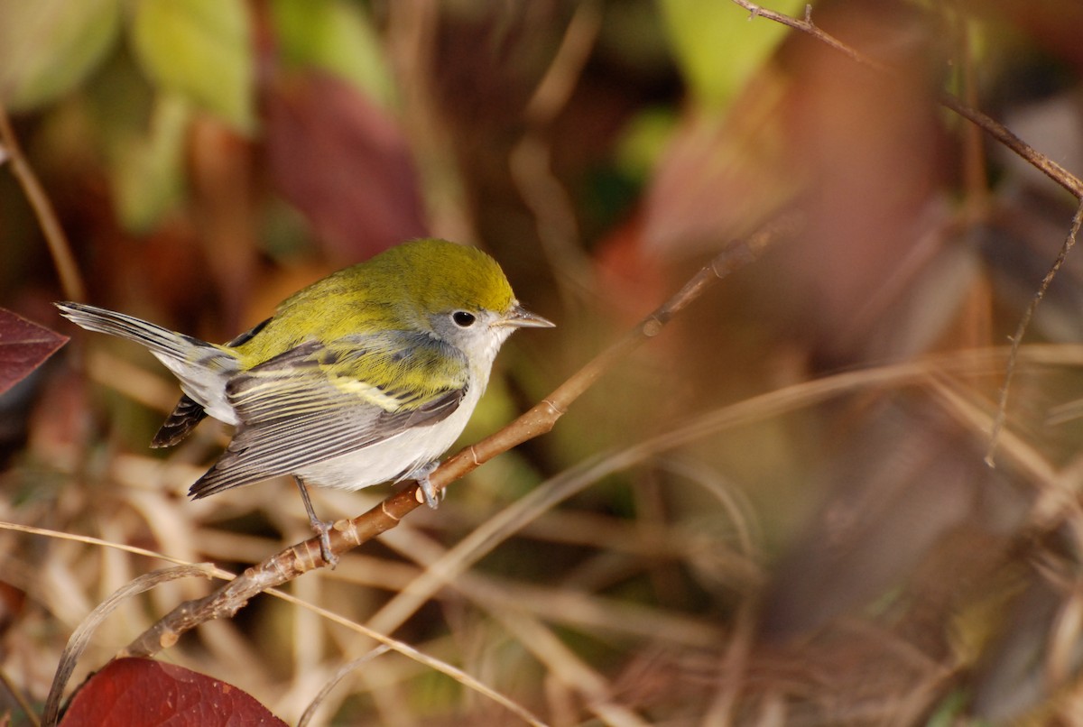 lesňáček rezavoboký - ML647566485