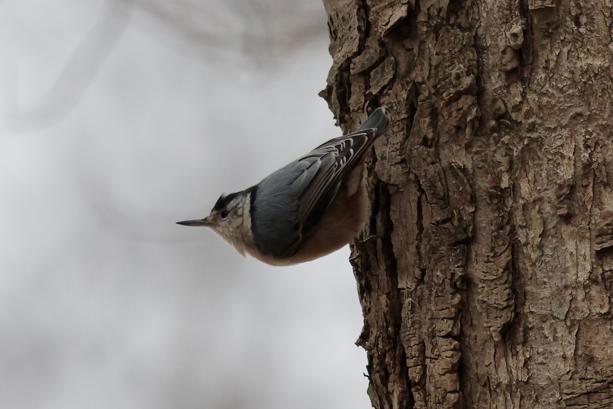 Sittelle à poitrine blanche - ML647566509