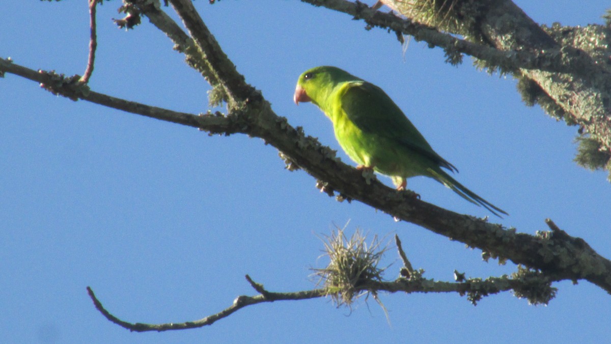 オナガミドリインコ - ML647566529