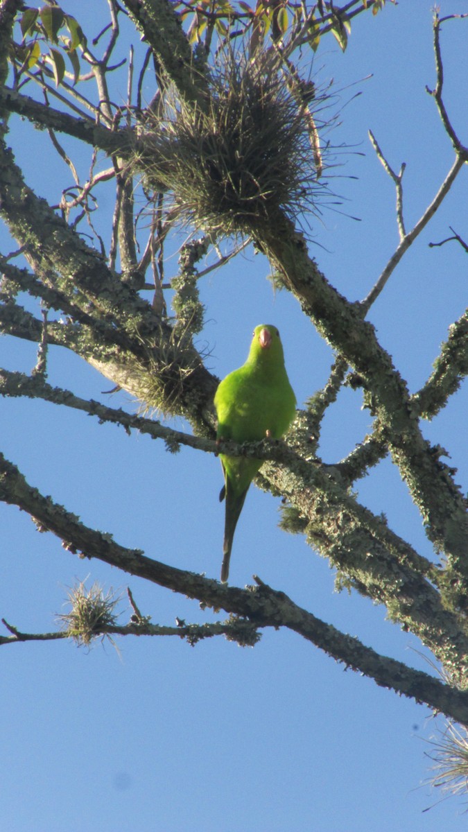 オナガミドリインコ - ML647566536