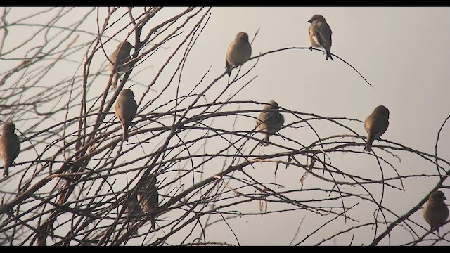 Camachuelo Desertícola - ML647566547