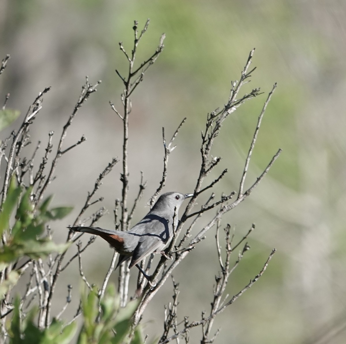 Gray Catbird - ML647566548
