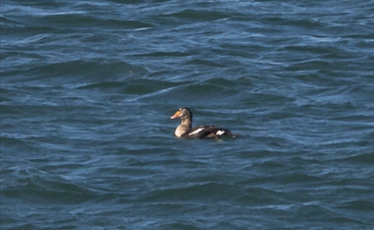 Гага-гребенушка - ML647566551