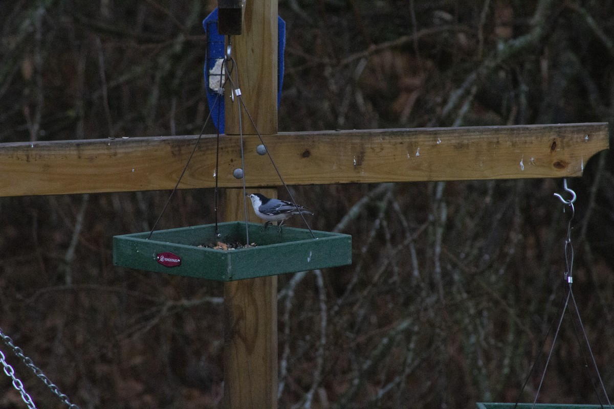 Sittelle à poitrine blanche - ML647566568