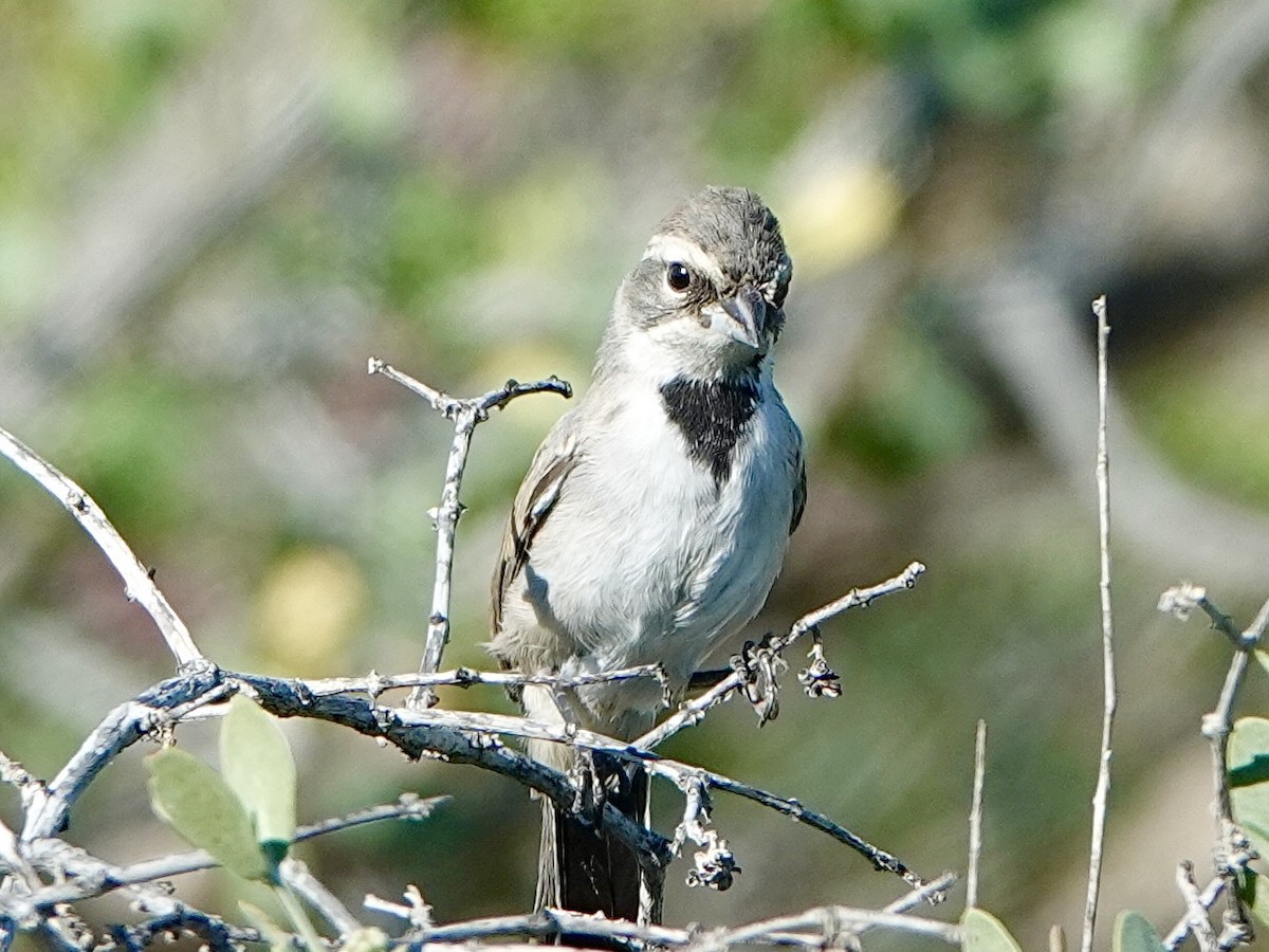 ノドグロヒメドリ - ML647566592