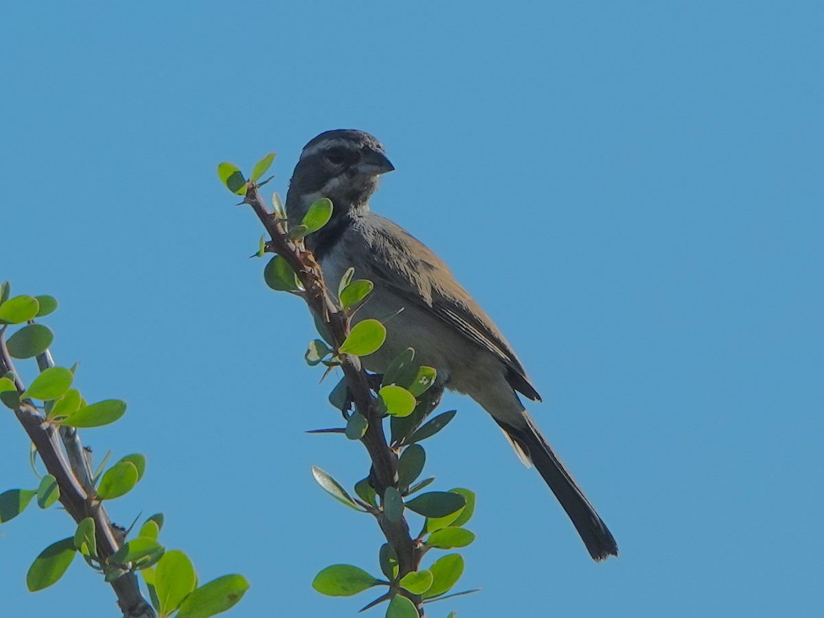 ノドグロヒメドリ - ML647566593