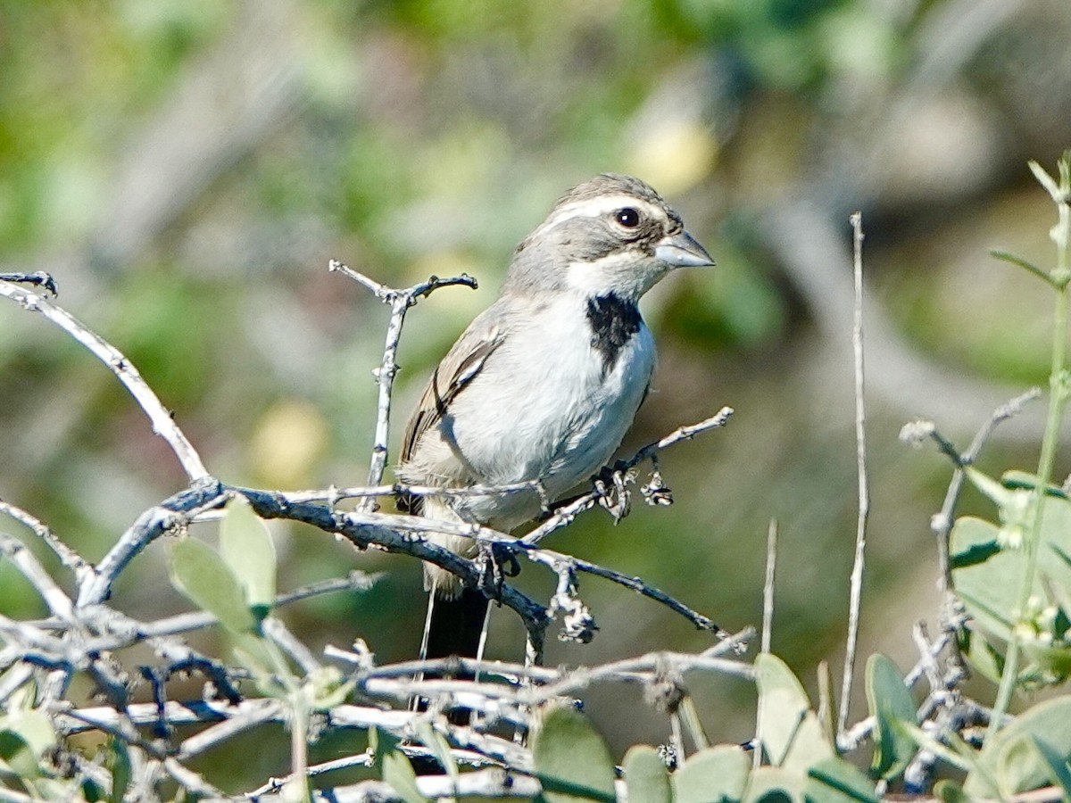 ノドグロヒメドリ - ML647566595