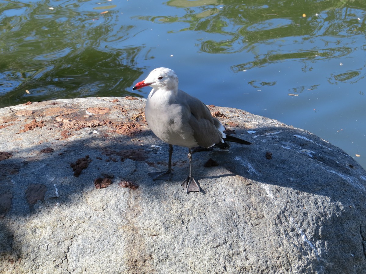 Heermann's Gull - ML647566680