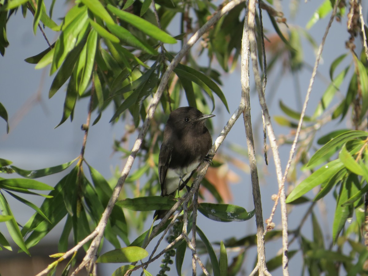 Black Phoebe - ML647566697