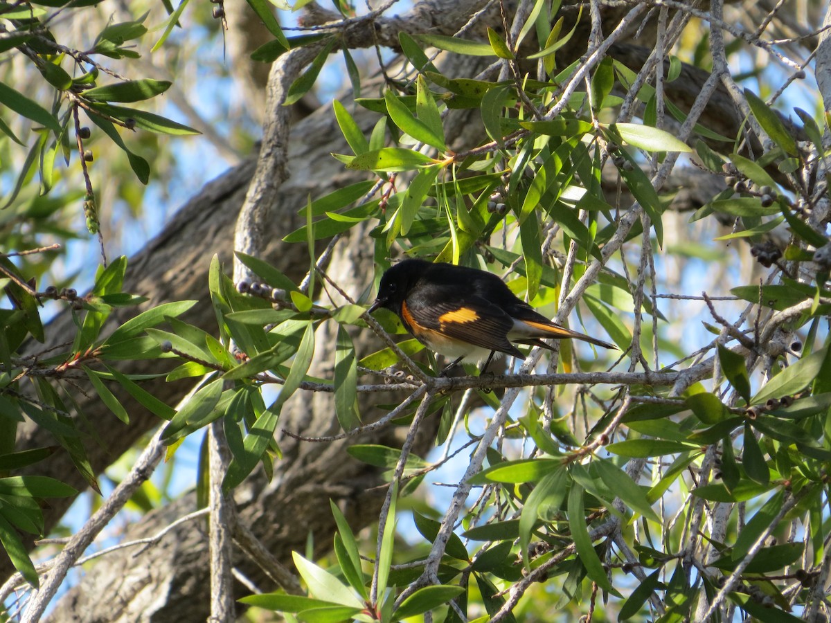 American Redstart - ML647566720