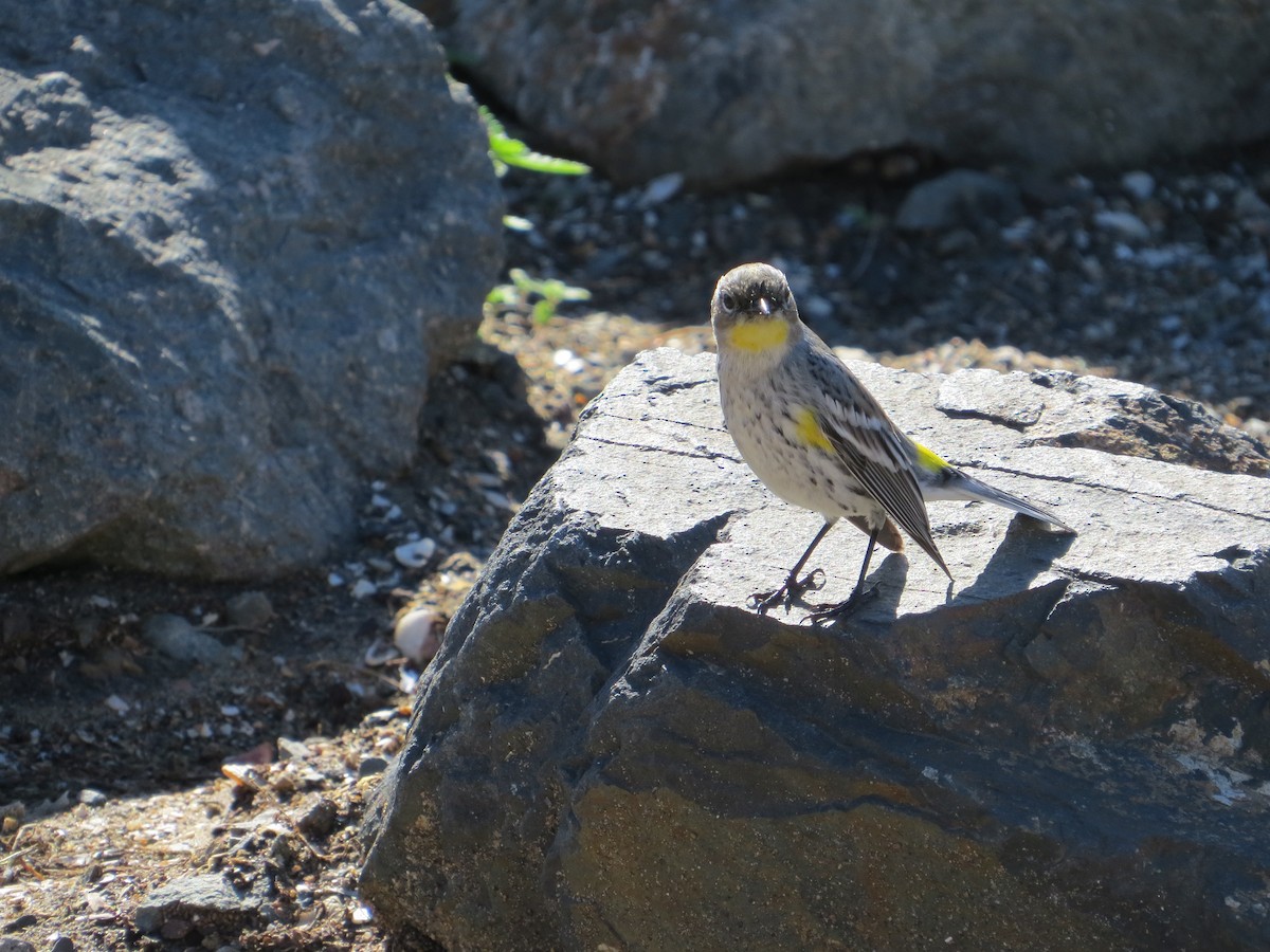 Yellow-rumped Warbler - ML647566736